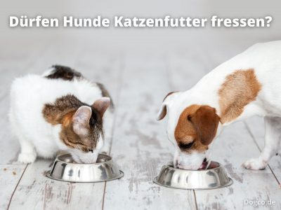 Dürfen Hunde Katzenfutter fressen?