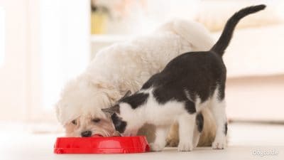 Wie Hund und Katze, am Futternapf