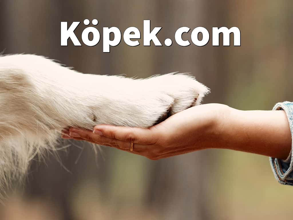 Koepek.com: Köpeklerimiz için yüksek kaliteli köpek maması