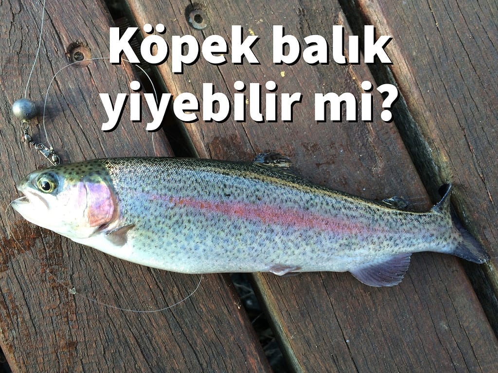 Köpekler Balık Yiyebilir mi: çiğ ve kılçıklı?