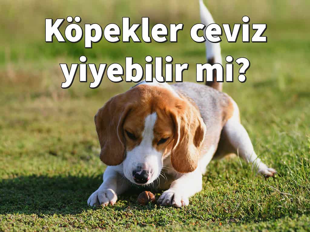 Köpekler ceviz yiyebilir mi? Sadece olgun, kabuklu ceviz