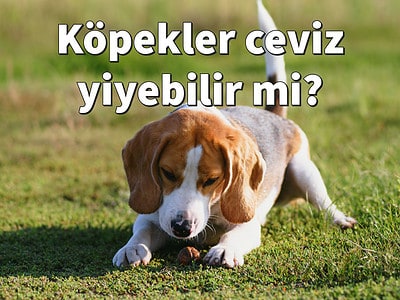 Köpekler ceviz yiyebilir mi? Sadece olgun, kabuklu ceviz
