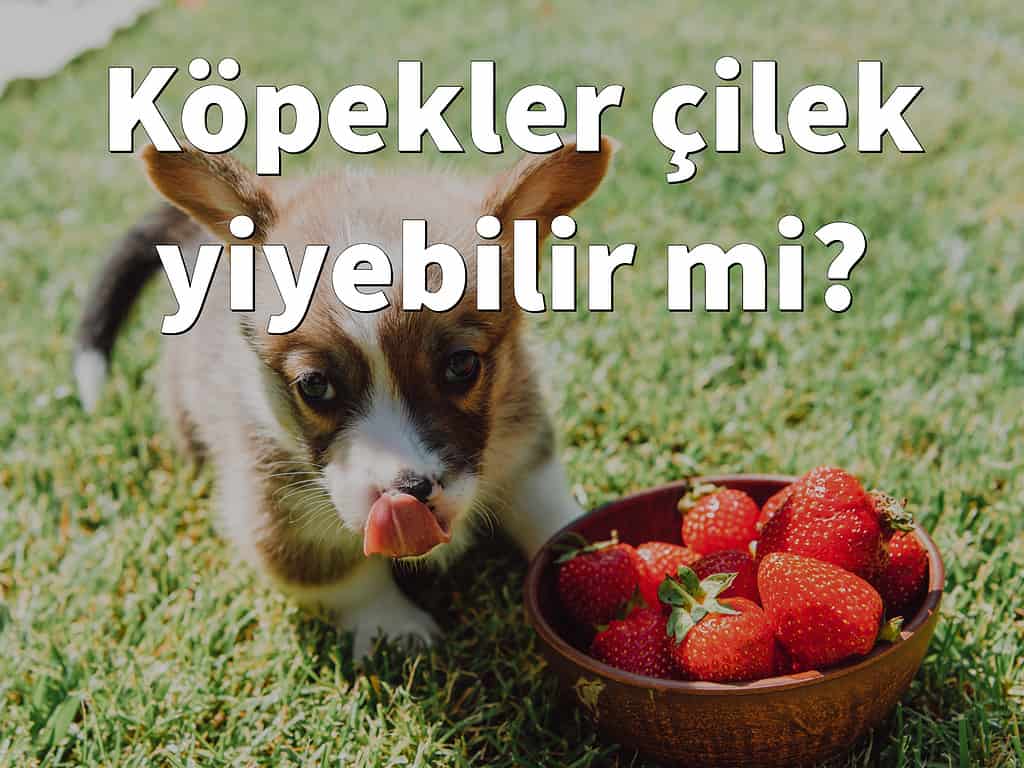 Köpekler Çilek Yiyebilir mi? Taze, kurutulmuş, dondurulmuş