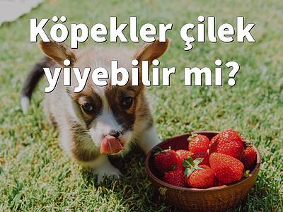 Köpekler Çilek Yiyebilir mi? Taze, kurutulmuş, dondurulmuş