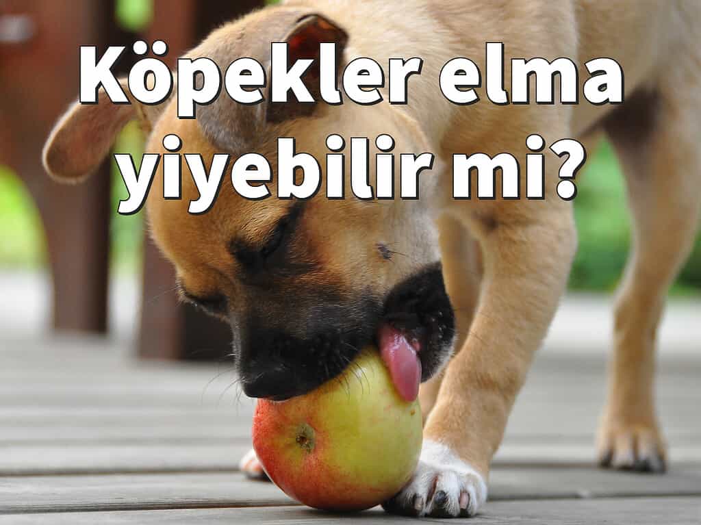 Köpekler elma yiyebilir mi?