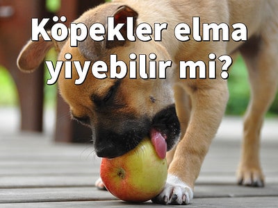 Köpekler elma yiyebilir mi?