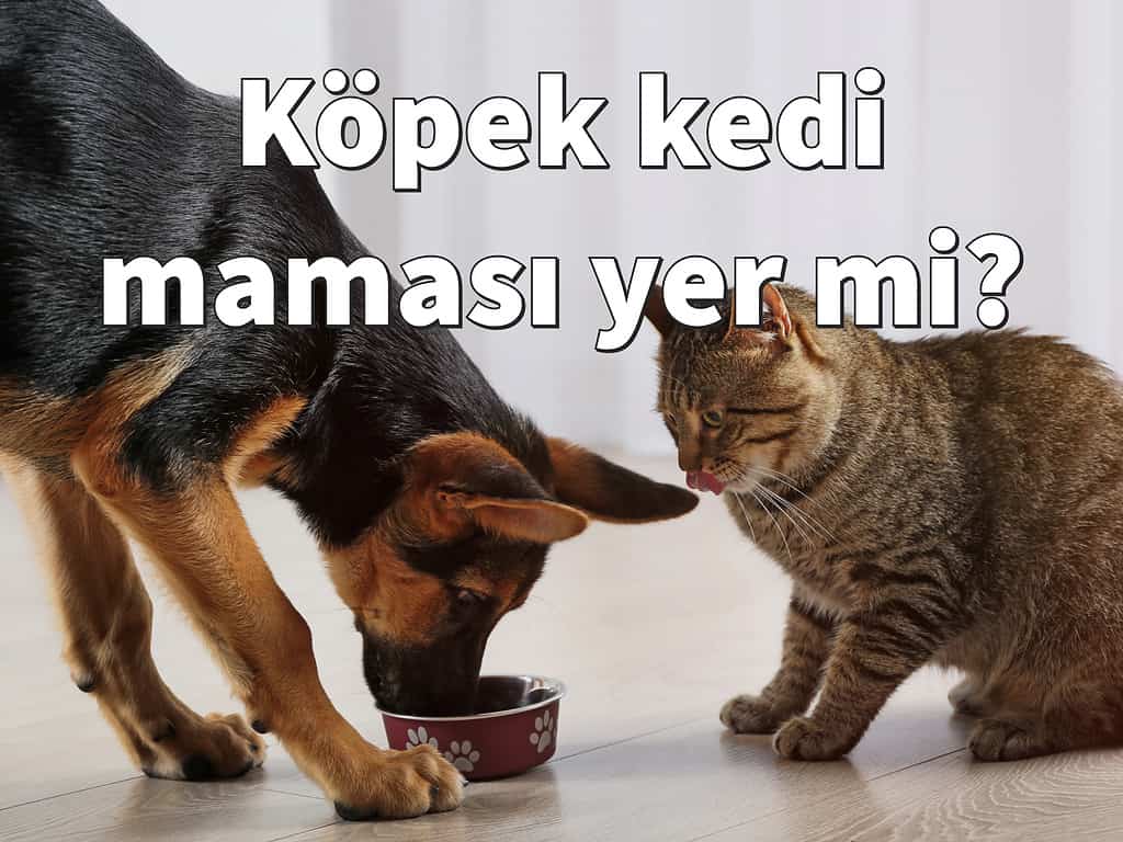Köpek kedi maması yer mi?