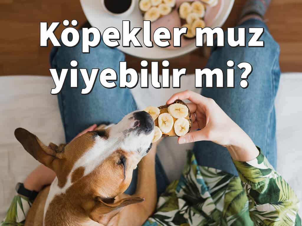 Köpekler muz yiyebilir mi?