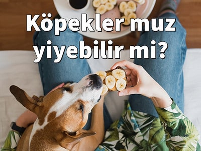 Köpekler muz yiyebilir mi?