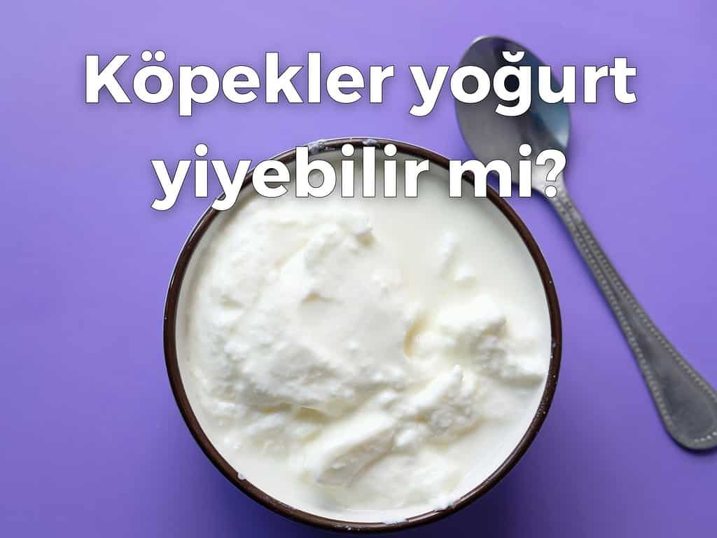 Köpekler yoğurt yiyebilir mi?