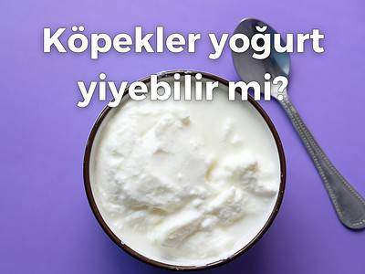 Köpekler yoğurt yiyebilir mi?
