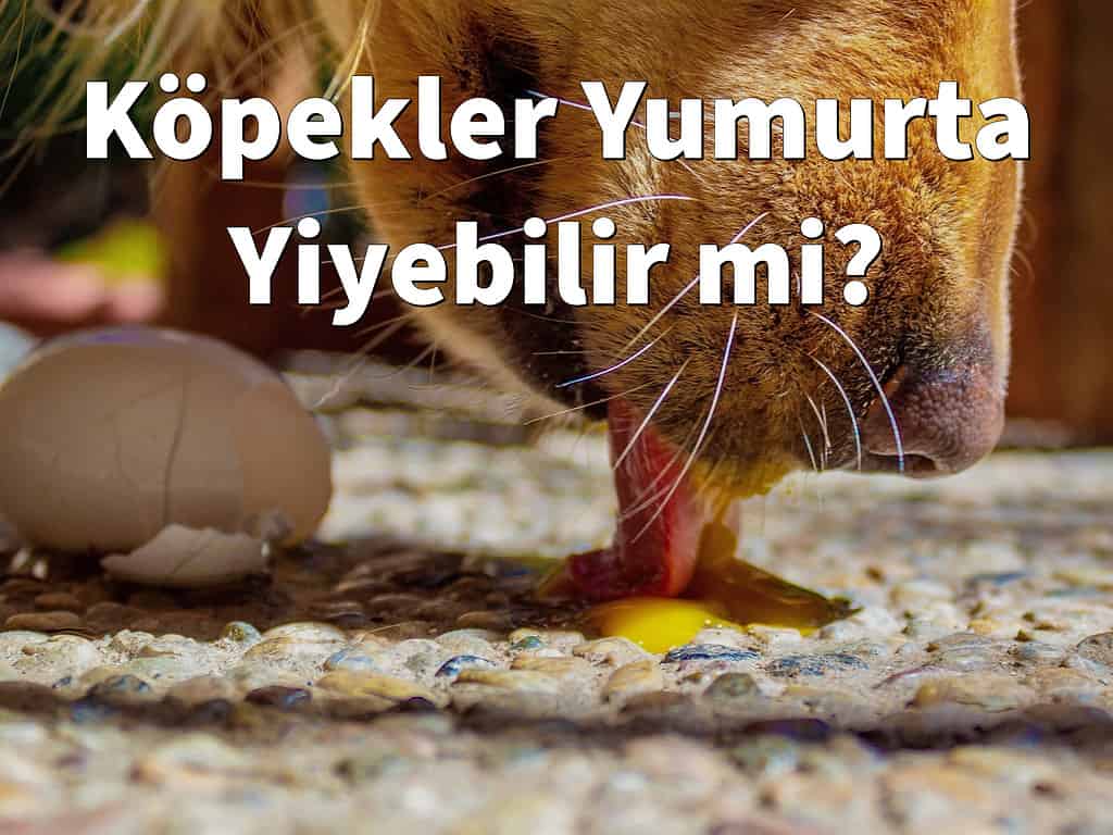 Köpekler Yumurta Yiyebilir mi? Yumurtanın beyazı, sarısı, kabuğu sağlıklı mı?
